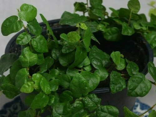 Creeping climbing fig - creeping/climbing,