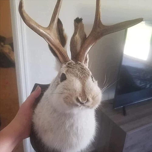 Jackalope mount - jackalope, mount,