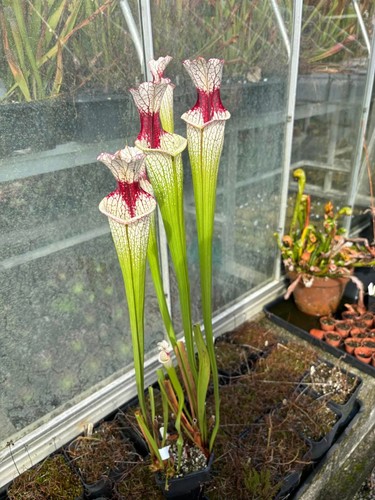 Sarracenia leuco citronelle - sarracenia, x