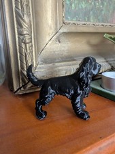 Black cocker spaniel Miniature