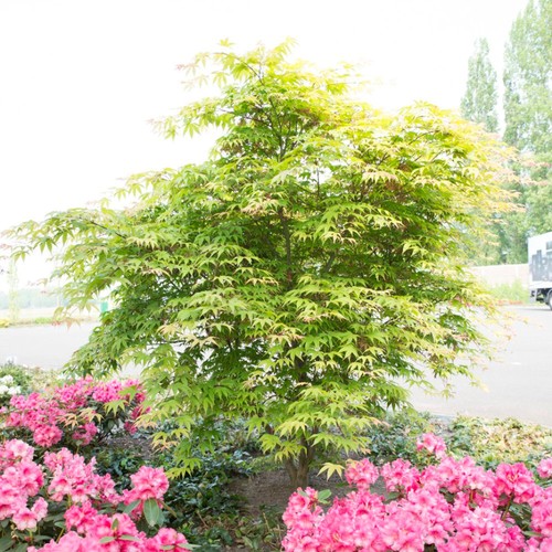 Japanese maple osakazuki acer - japanese,