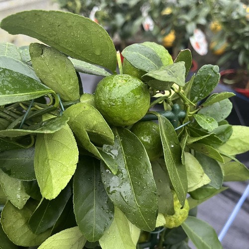 Citrus lemon pursha roman - citrus,