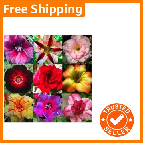 Mixed colours desert rose - desert,