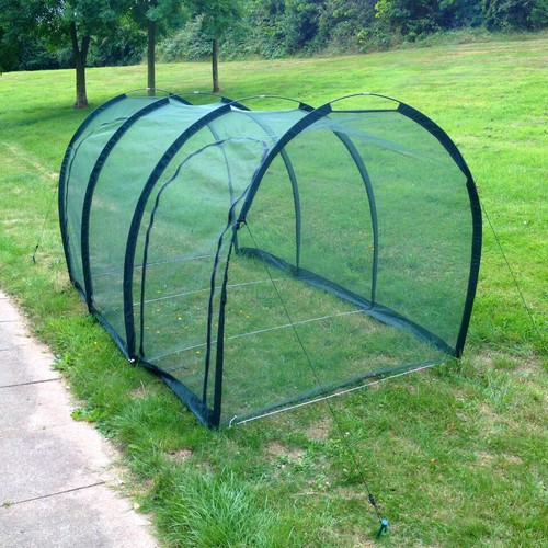 3x1 5x1 allotment - allotment, plant