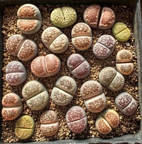 Mixed lithops hallii - mixed,