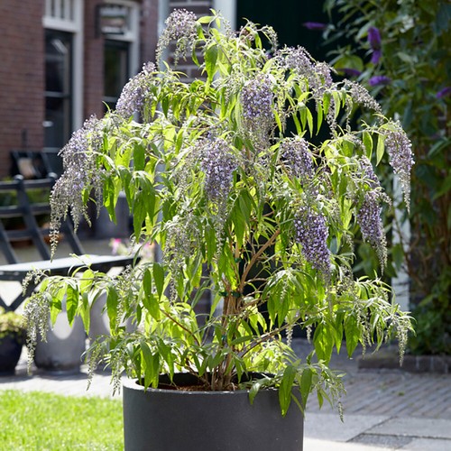 Buddleia wisteria lane 9cm - buddleia,