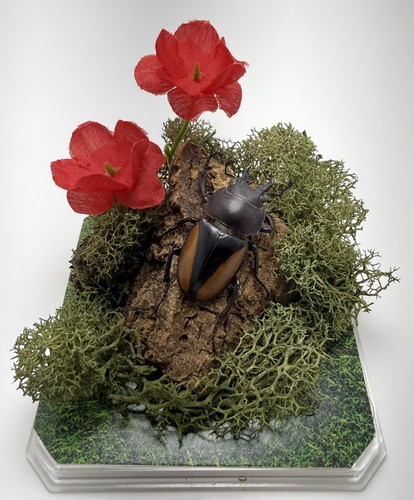 Neolucanus parryi stag beetle - neolucanus,