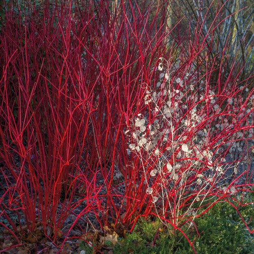 Cornus hardy shrub hedge - cornus,