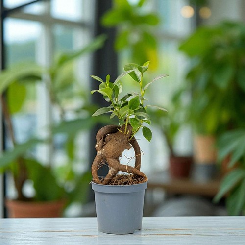 Ficus retusa banyan - ficus,