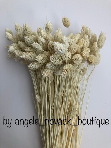 Dried flowers phalaris - flowers, gr