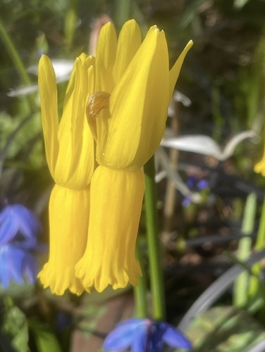 Narcissus cyclamineus x10 - cyclamineus,