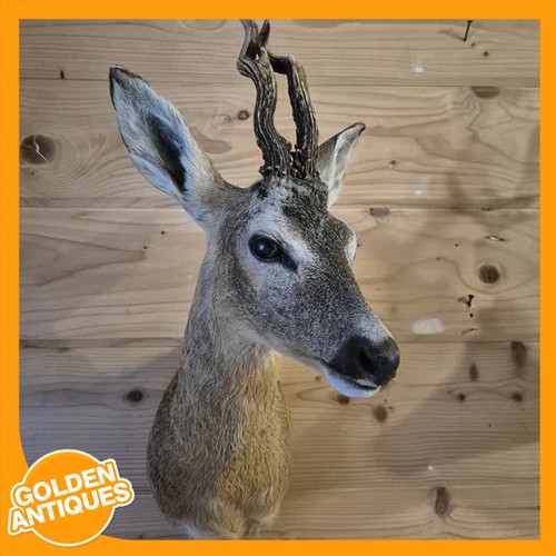 Real roe deer head antlers - real, roe-deer
