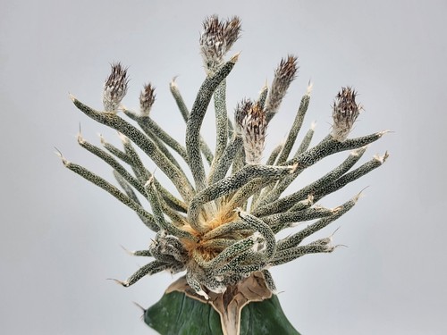 Astrophytum caput medusae - caput-medusae,