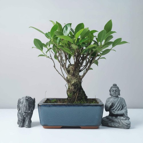 Ficus microcarpa - ficus, fig)