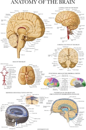 Palace learning brain anatomy - learning,