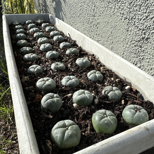 Ariocarpus astrophytum - ariocarpus,