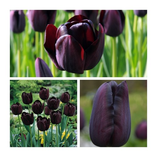 Queen night tulip flower - queen,