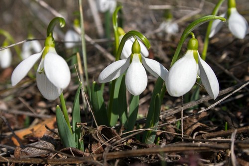 Giant snowdrop galanthus - 10,