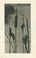 Reed stems vintage art photo