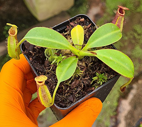 Nepenthes trusmadiensis - nepenthes,