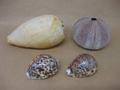 Natural sea shells - sea, ~