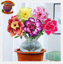 Wonderful Desert Rose Bulbs