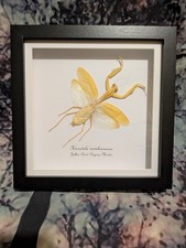 Yellow Giant Praying Mantis