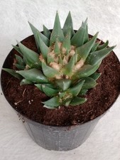 Ariocarpus Trigonus - seed with THREE suckers - 15cm pot - weight 400 grams