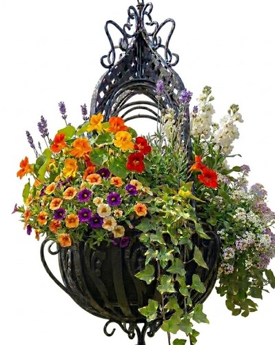 Hanging flower basket plant - hanging,