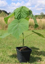 Bluebell Tree, Cherry Tree, Paulownia Tomentosa Hardy + 100 Seeds to Add!