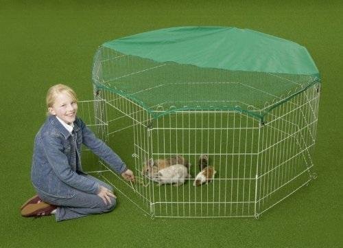 Rabbit guinea pig - rabbit,