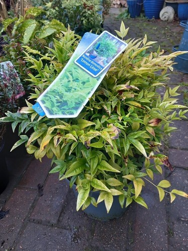 Evergreen nandina domestica - nandina,