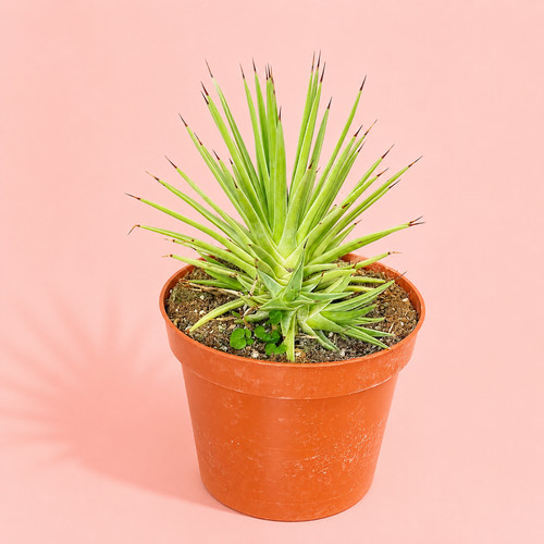 Agave stricta nana in 8cm - agave, 'nana'