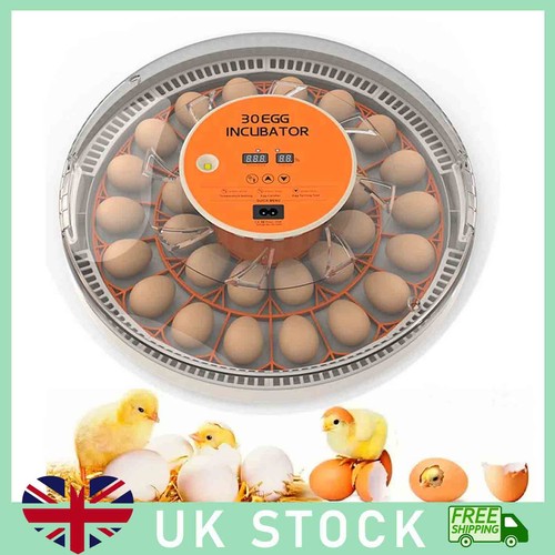 Eggs electric incubator - 30,