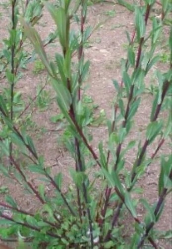 Dark dicks willow - dicks, cuttings