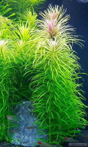 Pogostemon octopus tropical - ,