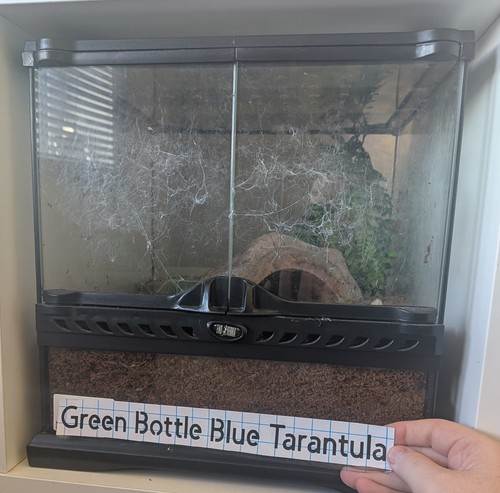 Green bottle blue tarantula - bottle,