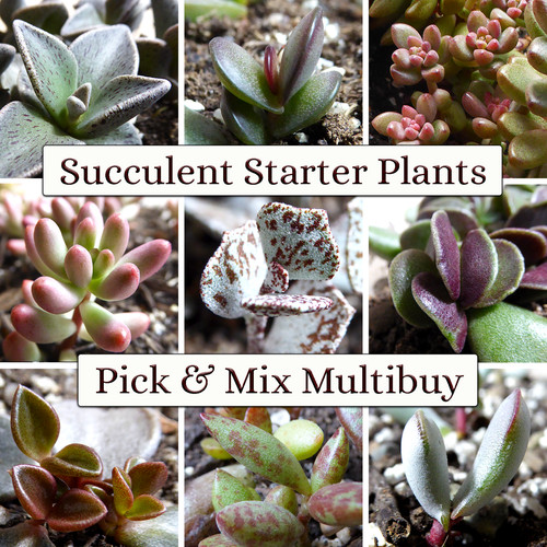 Succulent starter plant - succulent,