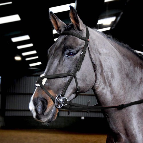 John whitaker horse ready - whitaker, to