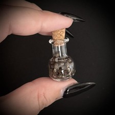 Empty Black Beauty Stick Insect Eggs In A Shaped Vial , Oddity, Curiosity