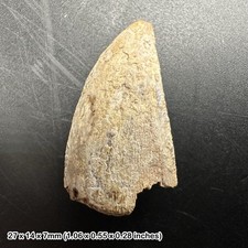 Majungasaurus dinosaur tooth