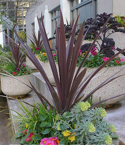 Cordyline australis purple