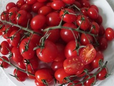  TOMATO PICCOLO - VERY SWEET