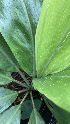 Cuttings cordyline - 96,