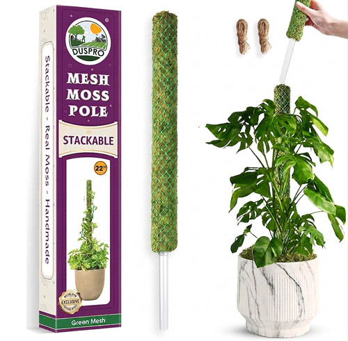 Moss pole climbing plants - climbing,