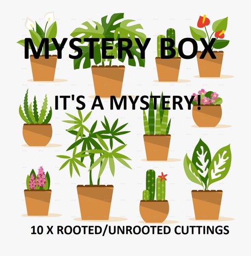10x assorted house plant - 10x,