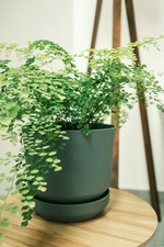 Maidenhair Fern Established, Moisture Loving, Indoor / House Plant, 12cm Pot