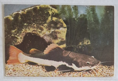Postcard redtail catfish in - postcard....redtail,