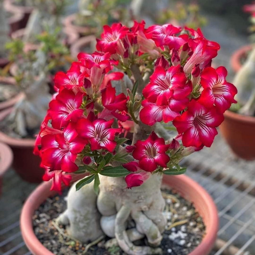 Adenium obesum red - 15+, &
