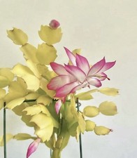 Thanksgiving Cactus Schlumbergera ‘Aurea’ – Rare Yellow Holiday Cactus